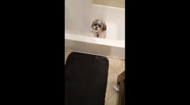 Dog waiting for owner to get some water!!