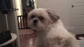 Dog hates alarm clock