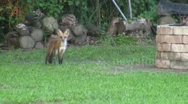 Red foxes playing