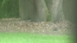 red foxes playing