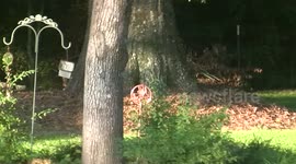 playing red foxes