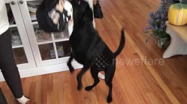 Dog goes trick or treating