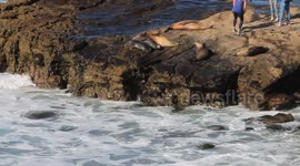Look How Close You Can Get to Sea Lions in La Jolla!