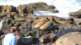 Sea Lion Fight