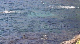Sea Lions Wrestling While People Swim