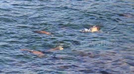 People swimming along with sea lions in California