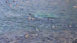 People Swimming with Wild Sea Lions