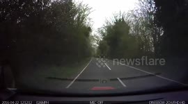 Near miss with deer