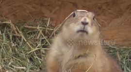 Funny black-tailed prairie dog on a 'feeding frenzy'