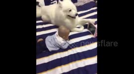 Samoyed dog holds electronic tablet for baby when he watches cartoons