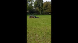 horse must have itch
