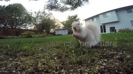 Close up footage of albino squirrel eating
