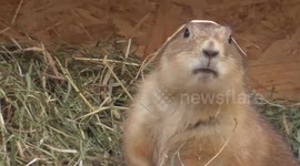 Funny black-tailed prairie dog on a 'feeding frenzy'