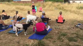 Goat Yoga