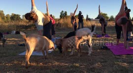 Sunset Goat Yoga