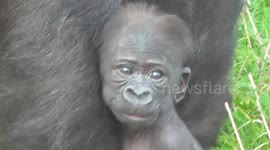 Gorilla mum knows how to carry her baby 'expertedly'