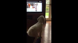 Dog barks at TV
