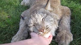 Canada lynx enjoy cuddles from carer