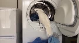 Cockatoo helps owner out with laundry