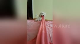 Newsflare Edit - wake up lazy