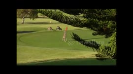 Kangaroo boxing a Golf flag at Tuross Head