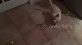 Cute chihuahua can't decide what ball to play with!