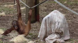 Baby Orangutan Not Happy With Mothers Outfit
