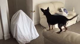 Dog is baffled by bed sheet ghost