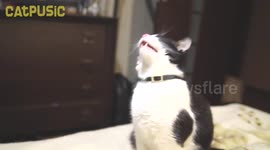 Genius cat gets caught in sneezing fit