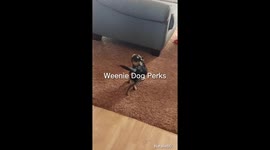 Weenie Dog Perks
