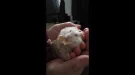 Hamster vs crisp