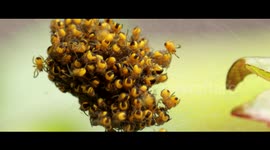 Baby spiders, European Garden Spider, Araneus diadematus