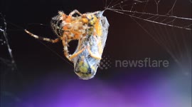 spider vs wasp