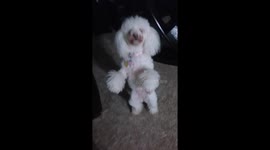 Matiah loves walking on 2 legs!