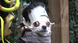 Dogs in Halloween costume join meet-up in London