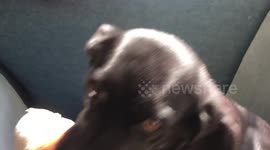 Dog plays Halloween Hide and seek