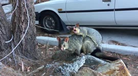 Strong mother possum carries particularly large baby on her back