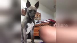 Dog plays pat-a-cake with owner