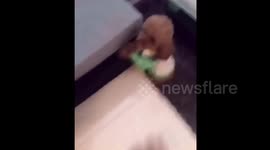 Poodle doesn't like being tied by leash