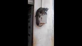 Cats fails to fight for their own place