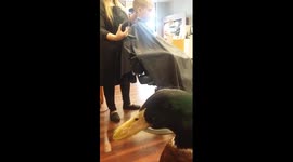 Boy with anxiety and OCD tendencies gets a haircut with his best friend, a duck