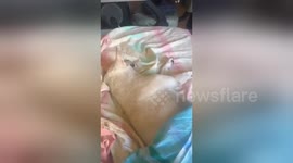 Newsflare Edit - Let sleeping dogs lie