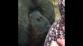 Orangutan kisses pregnant woman's belly through window