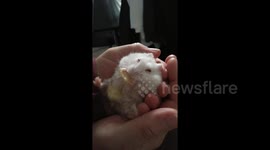 Hamster vs crisp