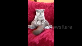Blind cat loves 'sitting like a human'