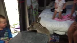 Kangaroo jumps into family's caravan