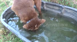 Border Collie bobs for Goldfish