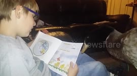 Boy reads story about ducks to pet duck