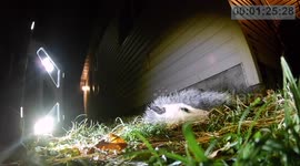 Can opossums really play dead?