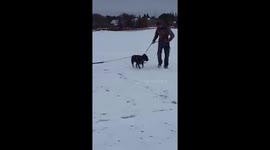 Pit bull pulls toddler in sleigh
